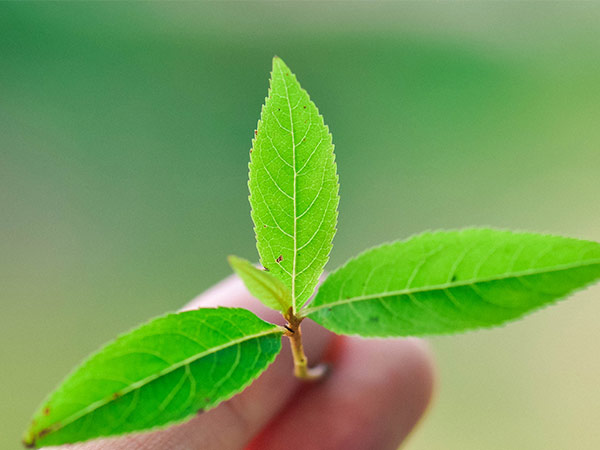 皂角种子如何种植？