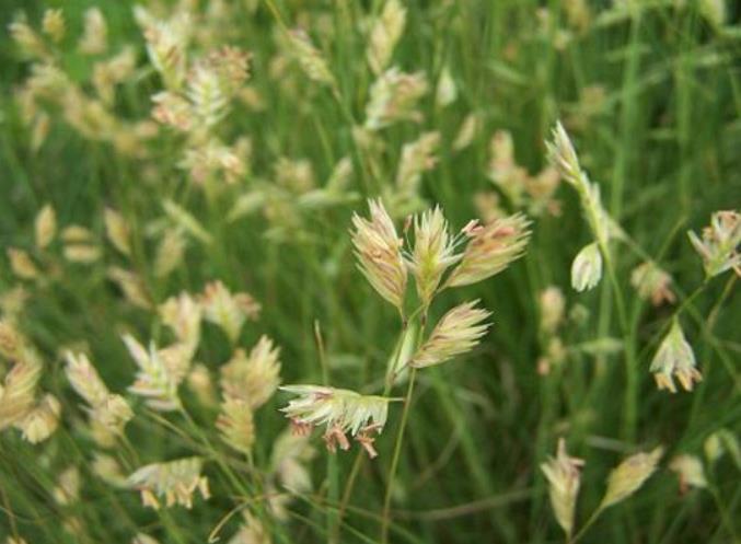 野牛草种子